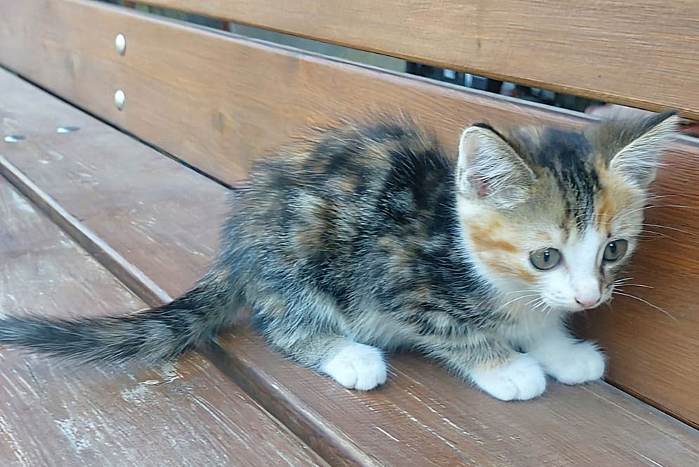 Котята. Котёнок.