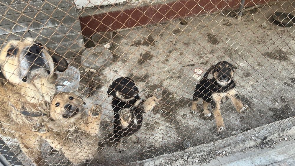 Отдам щенят в добрые руки