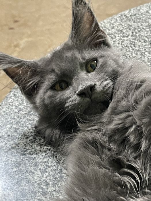 Котик Мейн кун 3 месяца