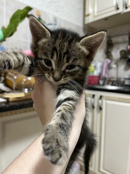 Отдам котят  в хорошие  руки