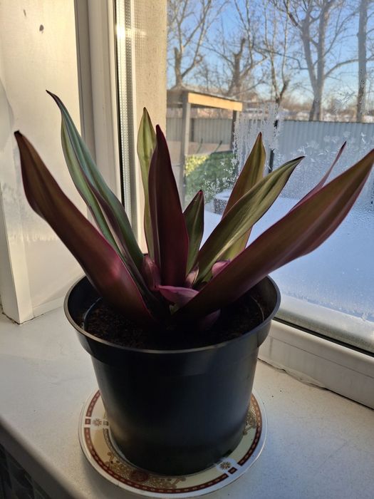 Красивые комнатные цветы