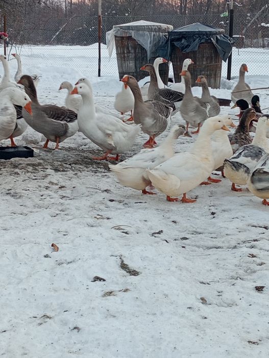 Vând păsări crescute in libertate