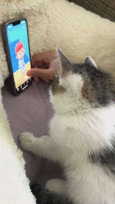 Ласковый котёнок в добрые руки
