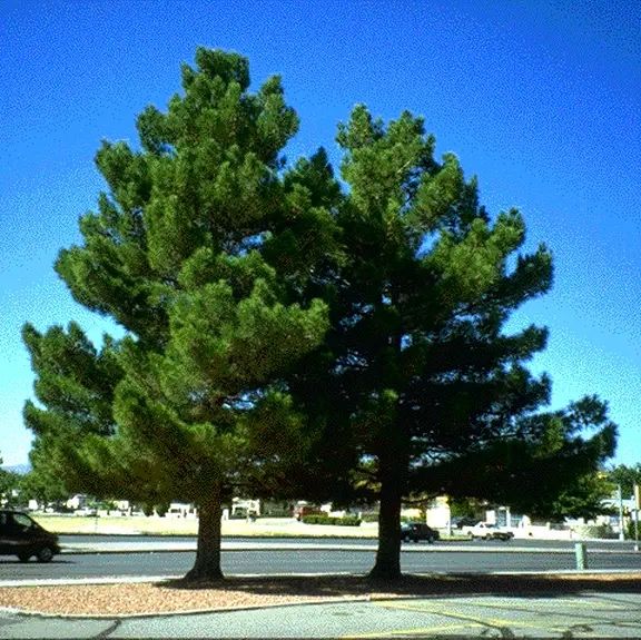 Саженцы сосна эльдарская