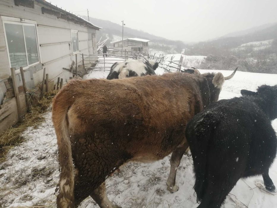 vaca buna de lapte gestanta 7luni
