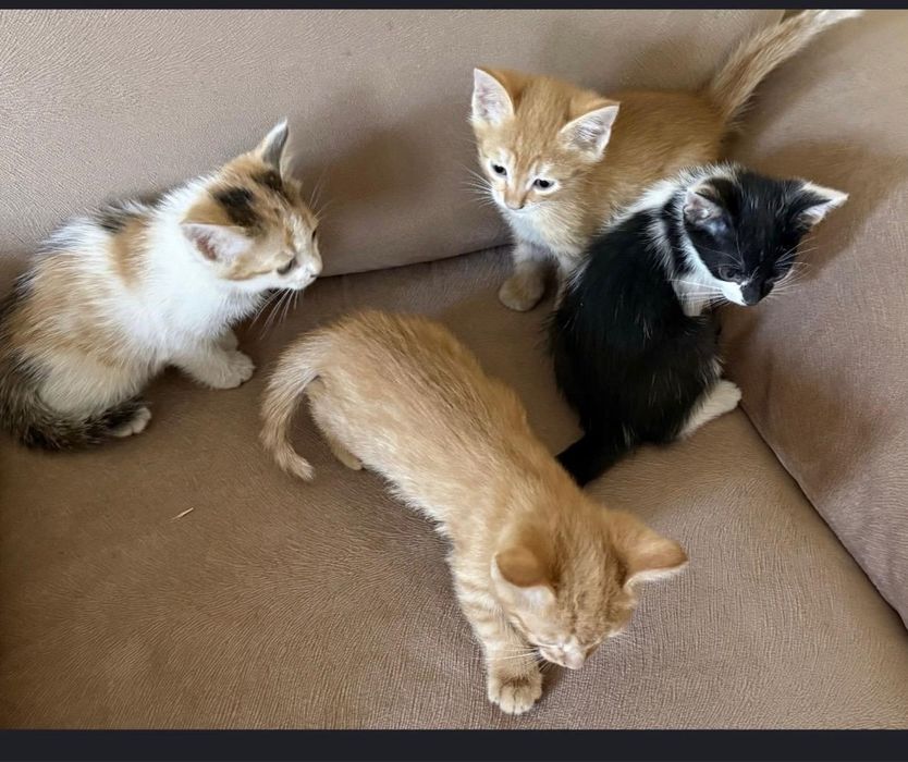 Милые и ухоженные котята