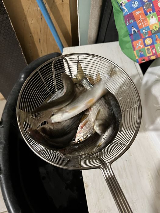 Живец на жерлицы