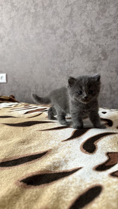 Котёнок Хайленд страйт