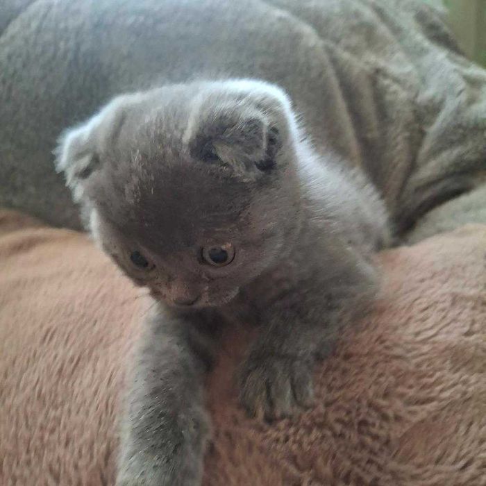 3 Женски клепоухи котенца британчета.