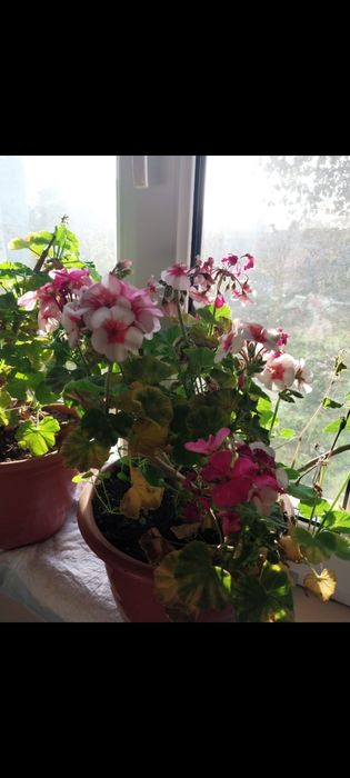 Продаю растения для дома