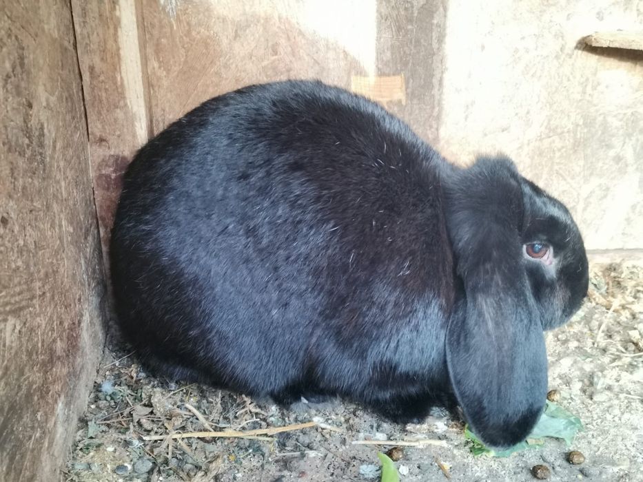 Iepurași de 3 luni