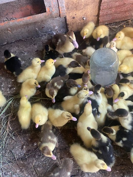 Индоутка, балапан, птенцы, лаванда.