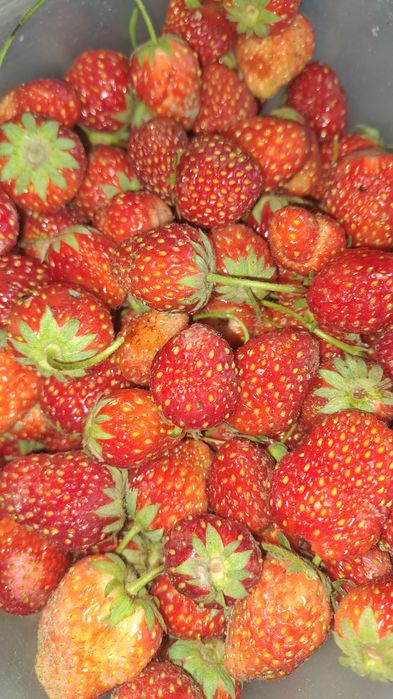 Продам домашнию клубнику