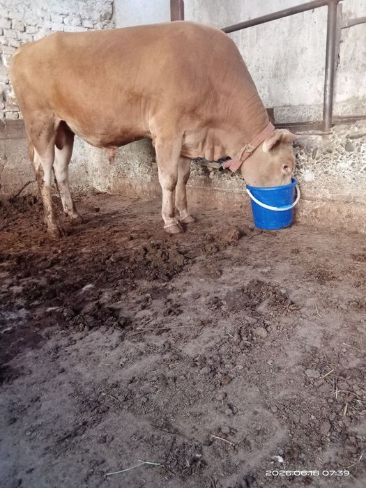 Parodali buqa sotiladi yeb ichiga garantiya 100foiz