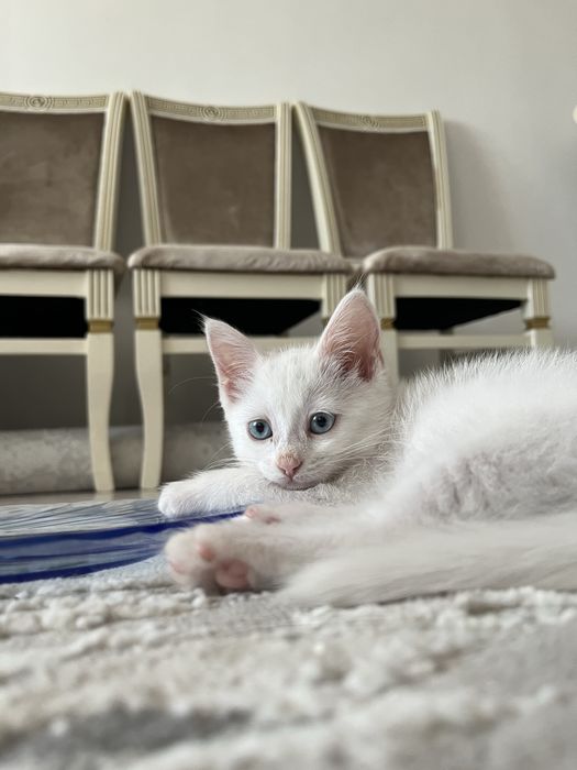 Котёнок, кошка Тараз