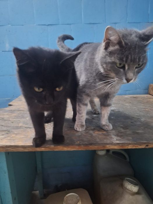 Котята  в добрые руки.