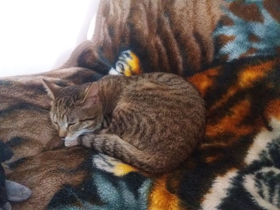 Обнаружен кот. Кто потерял?