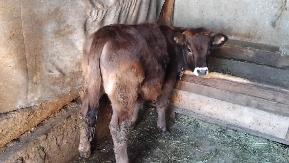 Vand vitea pt taiat sau tinut