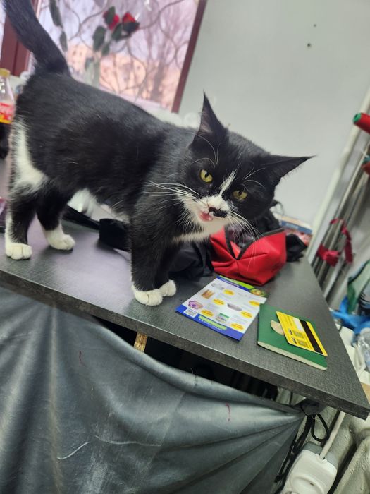 Отдам кошку в добрые руки