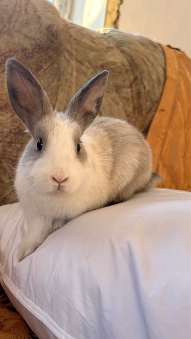 Декоративный кролик