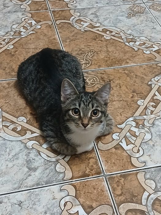 Котенок девочка отдам бесплатно