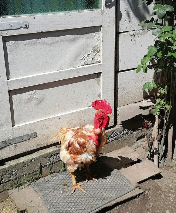Cocoși de 1 an de vânzare