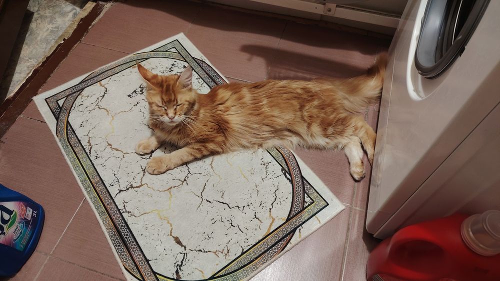 Продаю кошку мейнкун