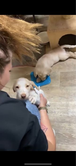 Две лапочки спаниель