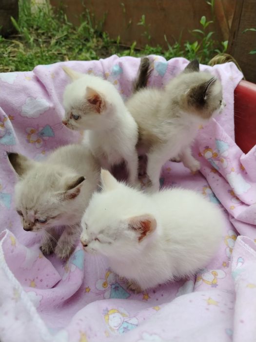 Отдам котят в добрые руки