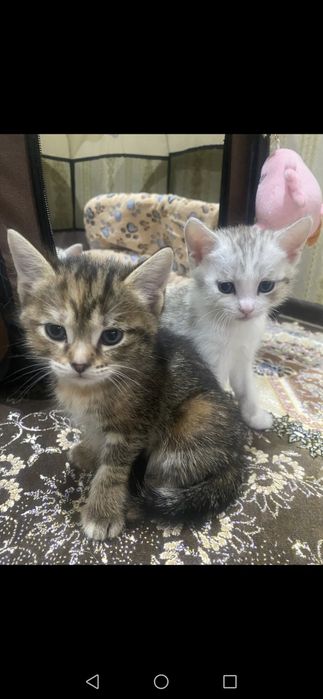 Котята даром в добрые руки