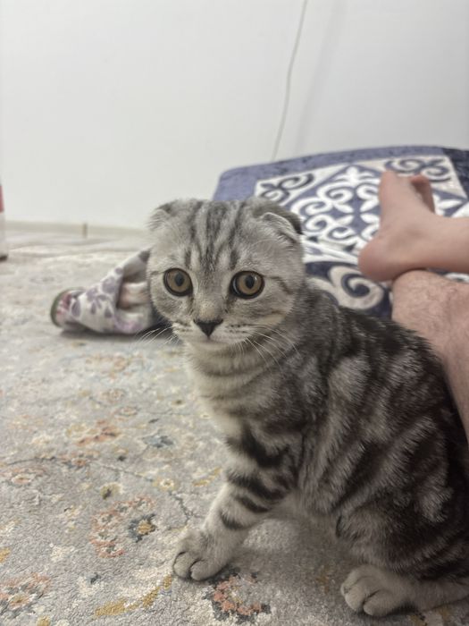 Продается шотладский-веслоухий котенок