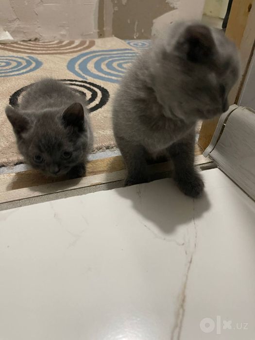 Продаются котята