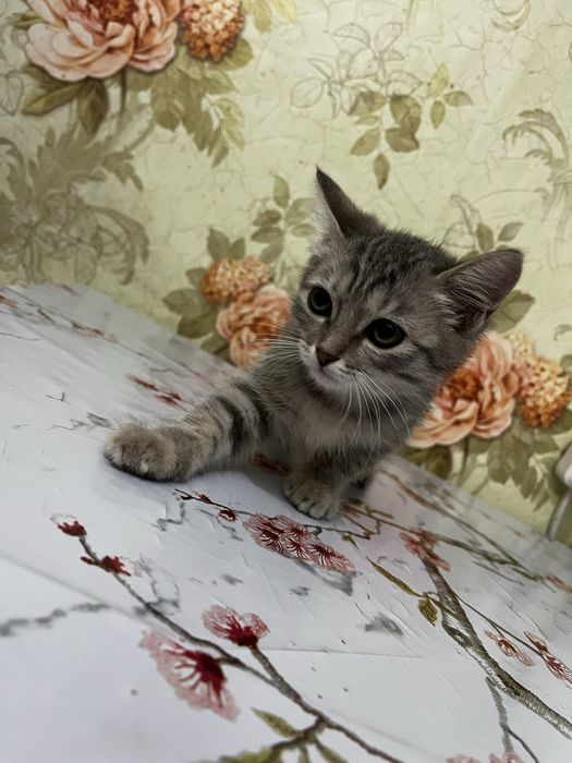 Отдам даром котенка