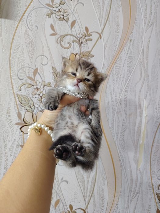 Продаются котята серебристые шиншиллы
