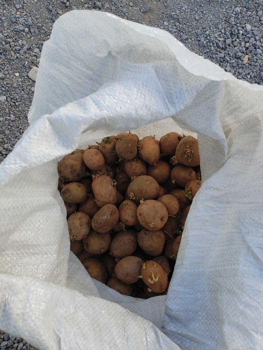 Продам картошку на семена срочно