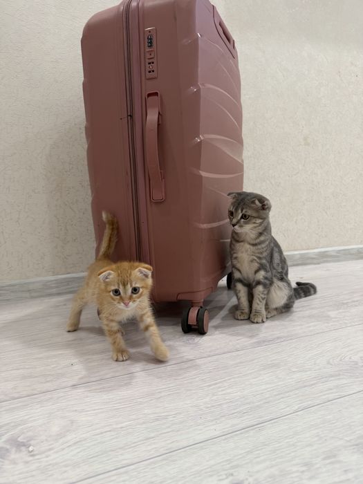 Вислухий Котёнок, 2 месяца