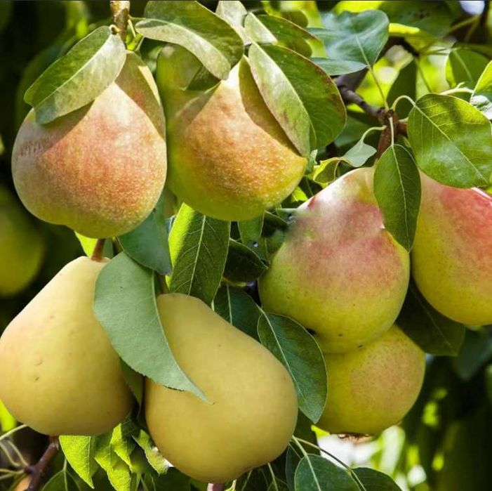 Груша пингвин описание фото Груша пингвин описание фото