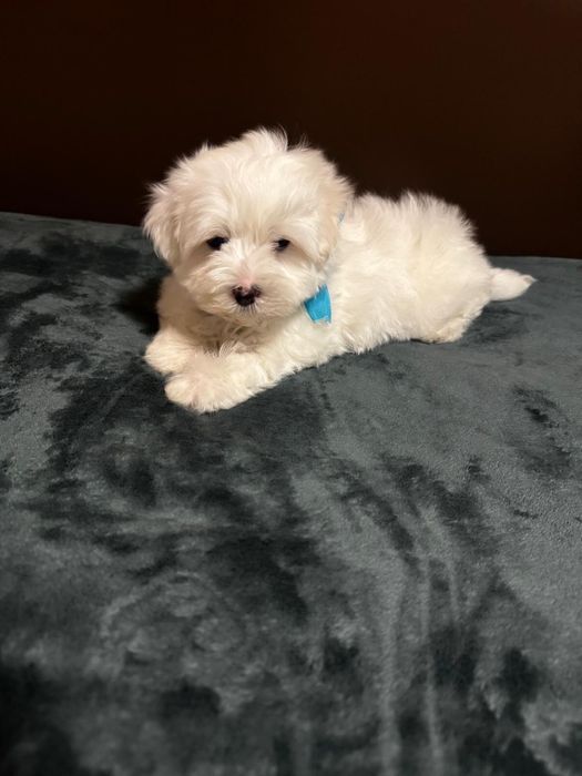 Bichon maltez mini toy baietel