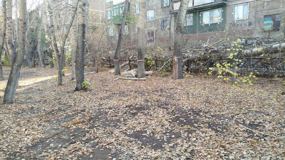 Тегін отын ағашы Дрова бесплатно
