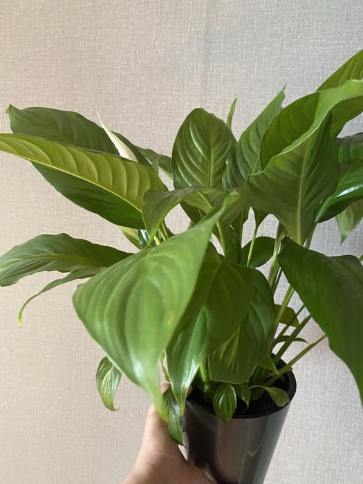 Спатифилум - женское счастье