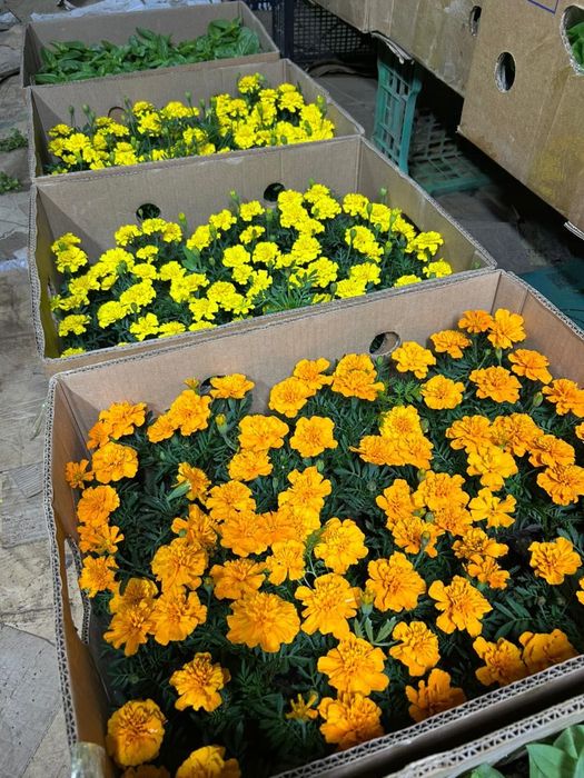 Рассада петунии и бархатцев