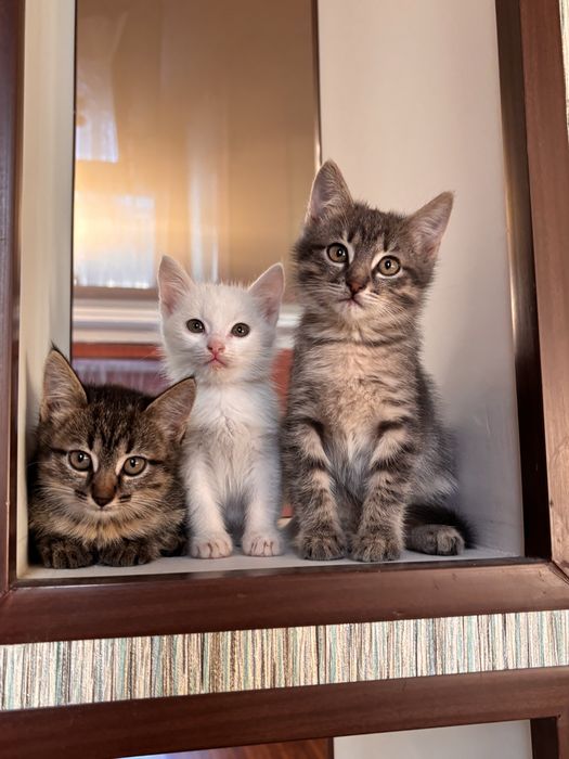 Котята ищут новый дом.