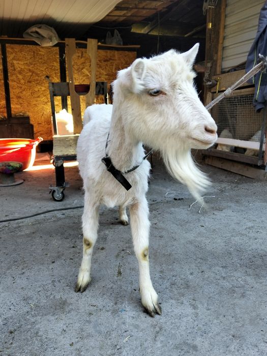 Сүтті ешкі сатылады