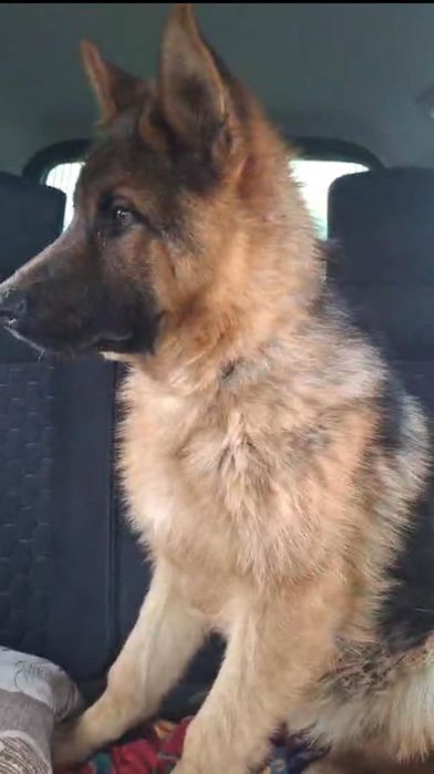 Элитный щенок немецкой овчарки