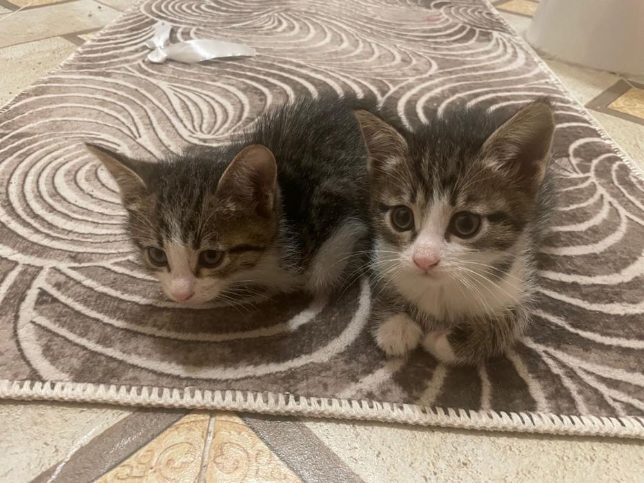 Отдам котят в хорошие руки