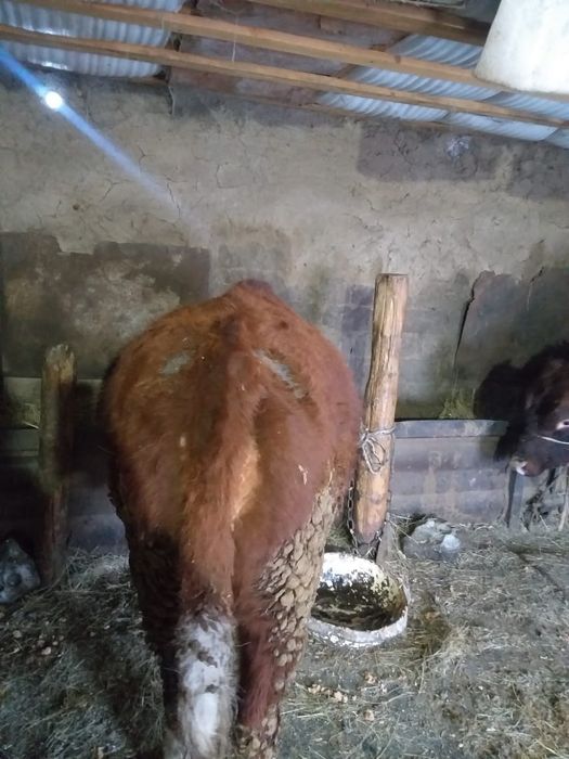 Кашар сатылады полторашка