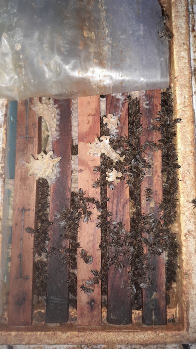 Пчёлы, пчелопакеты