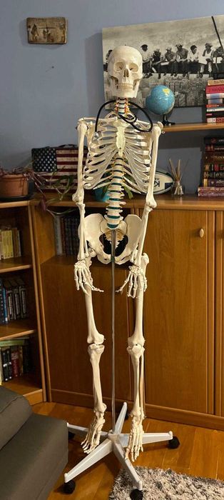 Schelet uman complet – Mărime naturală, 178 cm – Membre detaşabile