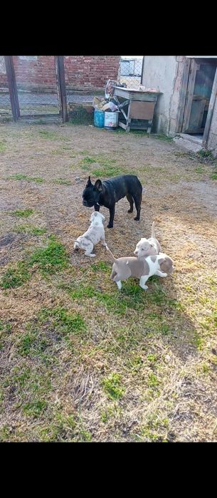 Американско були стандарт