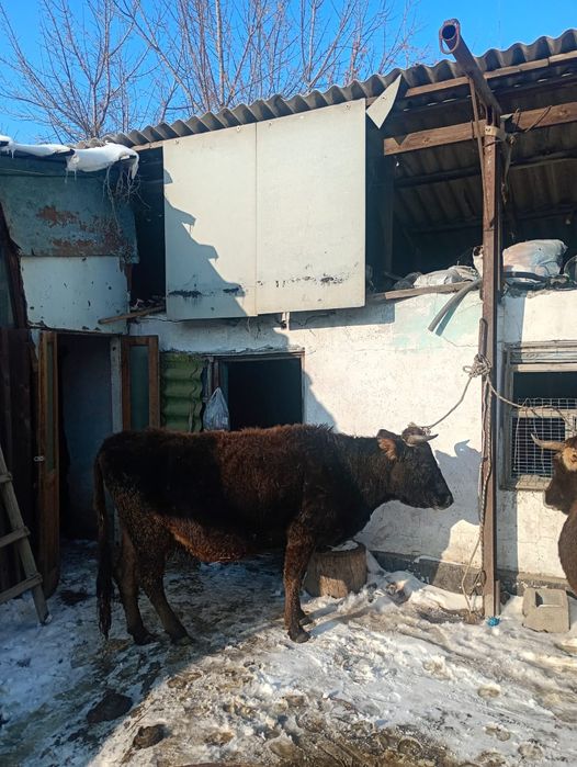 Продам стельных коров